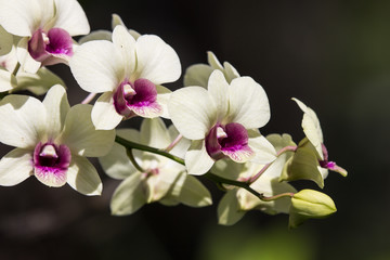 Fototapeta na wymiar Yellow mix Dark Pink orchids flower