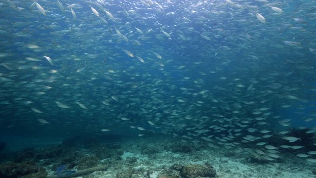 Bait ball in coral reef of Caribbean Sea at scuba dive around Curacao /Dutch Antilles