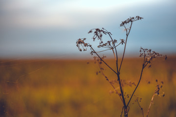 Dry grass against the background of the autumn field