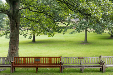 deux bancs publics sous un arbre