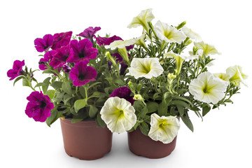 White and magenta blooming petunia flowers in flower pot, closeup, isolated on white background. Petunia hybrida in bloom, close up.