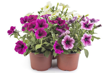 Naklejka na ściany i meble Colorful blooming petunia flowers in flower pot, closeup, isolated on white background. Petunia hybrida in bloom, close up.