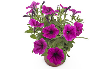 Beautiful blooming magenta petunia flowers in flower pot, closeup, isolated on white background. Petunia hybrida in bloom, close up.