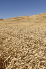 Wheat field in Washington.