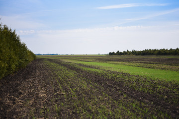 Fototapeta na wymiar Field sown with winter crops