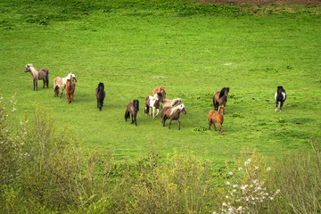 Pony herd on a green field