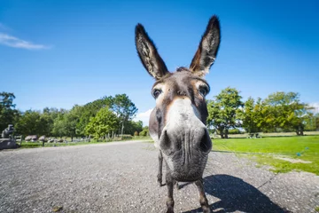 Poster Funny donkey close-up standing on a road © Polarpx