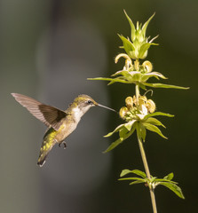 Fototapeta na wymiar Ruby-throated Hummingbird with Horse Mint