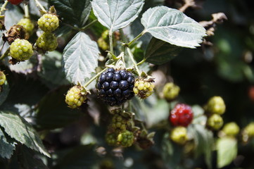 Blackberry berries on bushes, varying degrees of maturity