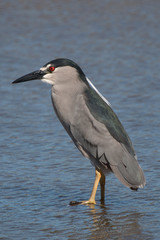 Black crowned heron