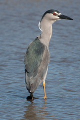 Black crowned heron