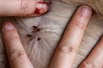find a tick on dog skin