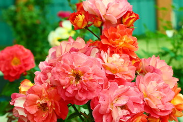 Gebruder Grimm (Korassenet, Eternal Flame, Brothers Grimm Fairy Tale, Gremlin, Joli Tambour) rose in summer garden.