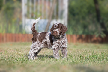 Puppy Lagotto romagnolo posing wonderfully for the picture