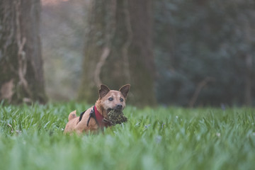 dog playing in long grass
