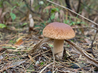 White mushroom in the forest