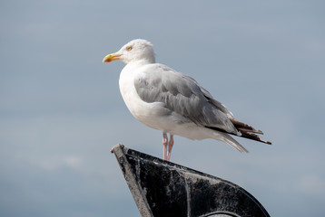 closeup of a seagull perched on  lamppost