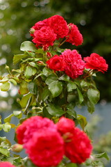 Rose in the garden, red rose - red Leonardo.
