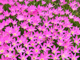 Zephyranthes grandiflora pink flower in summer season