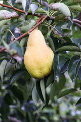 Pear tree with ripe fruits in autumn garden