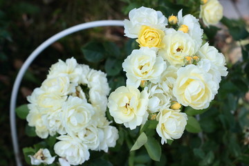 Rose "Comtesse Du Barry".Low-growing floribunda with globular pale yellow flowers. Suitable for curbs. Lemon-yellow flowers with a mild aroma, small, Cup-shaped, in small brushes. Studless ( almost).