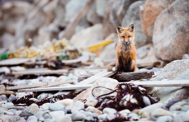 Resilience Of A Fox - 222006943