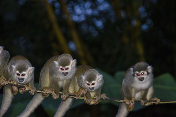 family of monkeys