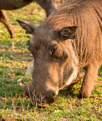 Wild African Warthog Grazing on Grass 