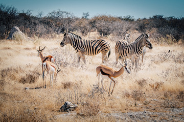 Fototapeta na wymiar Gruppe Zebras und Springböcke im Etosha National Park, Namibia