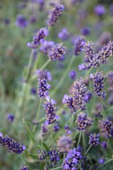 lavender flowers