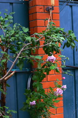 Rose "Novalis, Poseidon" and  apple-tree weeping. Beautiful blue rose. Floribunda.