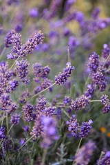 Obraz premium lavender flowers