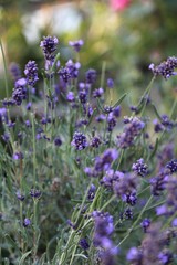 Obraz premium lavender flowers
