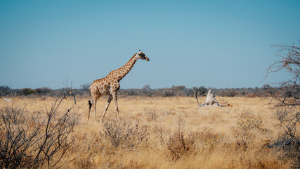 Helle Giraffe durch das Grasland schreitend, Etosha National Park, Namibia