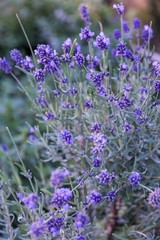 lavender flowers