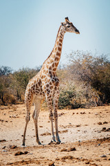 Einzelne Giraffe im Busch, Etosha National Park, Namibia