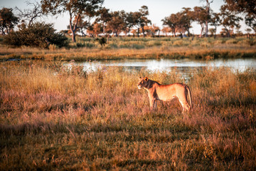 Mighty Lion watching the lionesses who are ready for the hunt in Masai Mara, Kenya (Panthera leo)