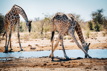 Zwei trinkende Giraffen am Wasserloch, Etosha National Park, Namibia