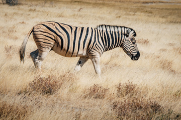 Obraz na płótnie Canvas Zebra streift durch das Gras, Etosha National Park, Namibia