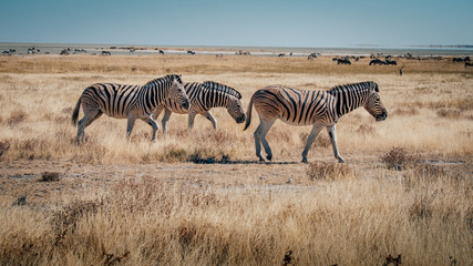 Fototapeta na wymiar Zebras in der Ebene, Etosha National Park, Namibia