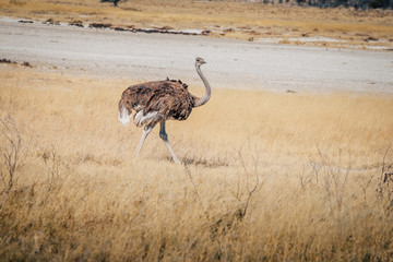 Naklejka premium Einzelner weiblicher Strauß, Etosha National Park, Namibia