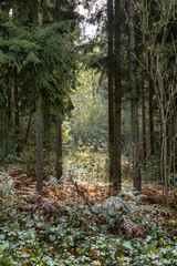 Forêt Automnale
