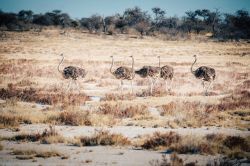 Straußen-Gruppe in der Ebene, Etosha National Park, Namibia