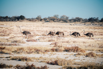 Fototapeta na wymiar Straußen-Gruppe in der Ebene, Etosha National Park, Namibia