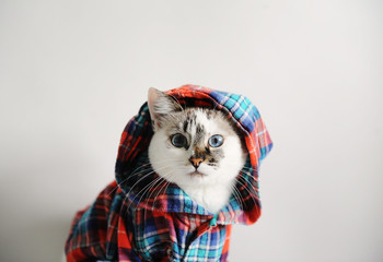 White fluffy blue-eyed cat in a plaid shirt with a hood on a light background. Close-up portrait