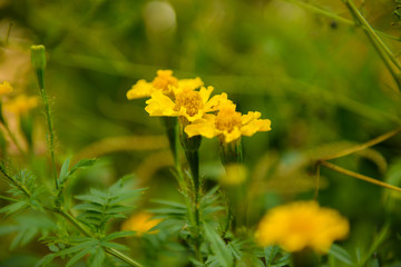 yellow carnation brazilian