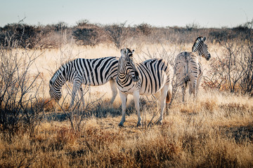 Fototapeta na wymiar Drei Zebras in der Abendsonne, Etosha National Park, Namibia