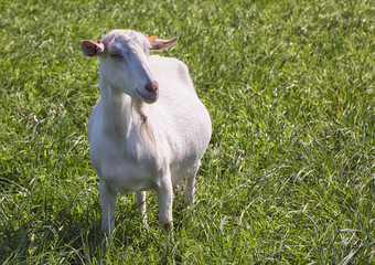 White goat grazing on a green meadow
