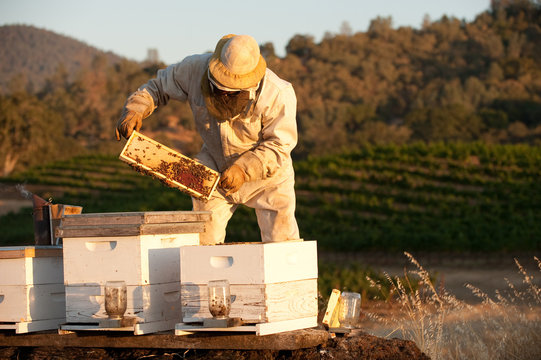 Beekeeper working with hives in Napa Valley at sunset