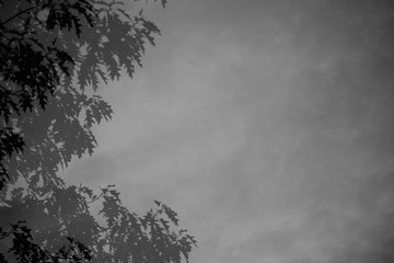 Pflanzen Ornament Natur Dynamik Abstratkion